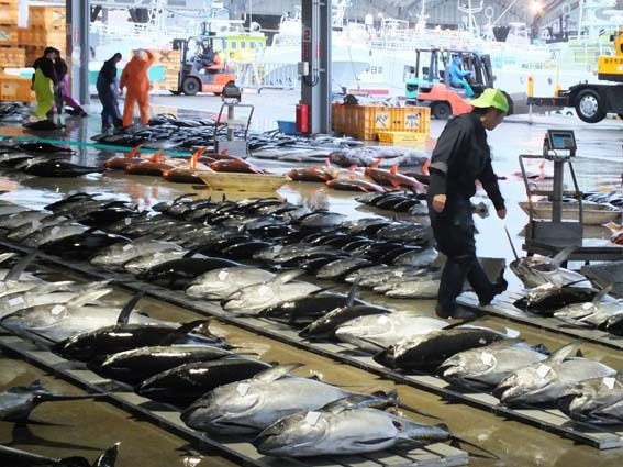 港の活気 - 魚健ブログ掲載写真 3