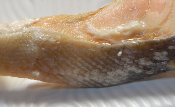 荒巻鮭の鶏ハム - 魚健ブログ掲載写真 5