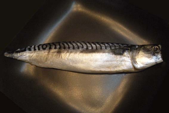 鯖の文化干し