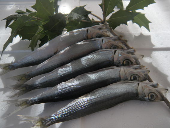 節分イワシ - 魚健ブログ掲載写真 4
