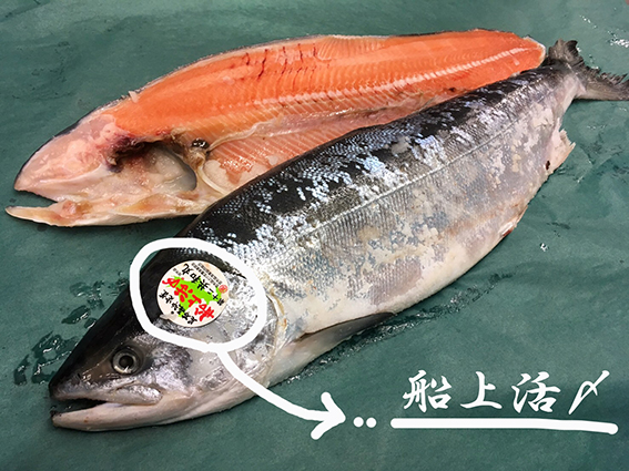 時鮭