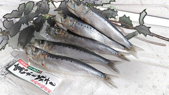 春よ来い - 魚健ブログ掲載写真 2