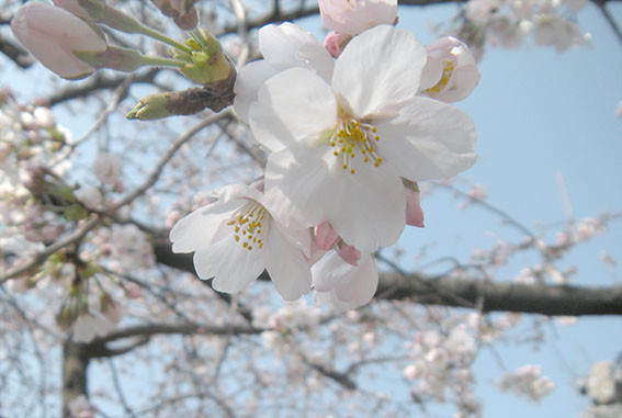 群馬・桜咲きました