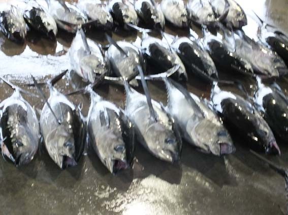研修 - 魚健ブログ掲載写真 2