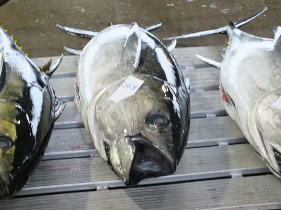 研修 - 魚健ブログ掲載写真 3